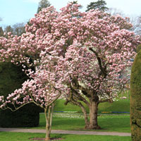 Magnolia x soulangeana, la reina de los parques