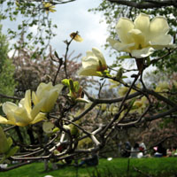 Magnolias de color amarillo