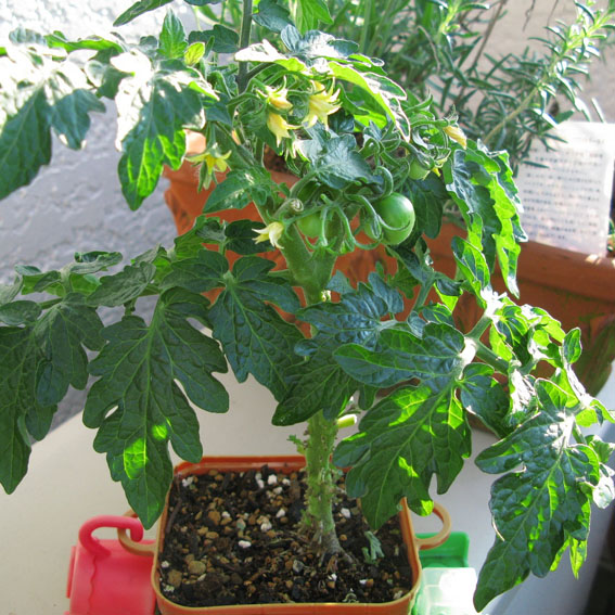 carga Tratamiento Preferencial agitación verdeesvida :: Cultivar tomates en maceta