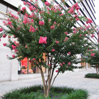 Árbol de Júpiter (Lagerstroemia indica)