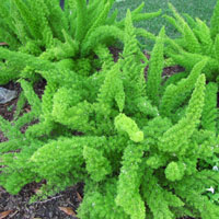Asparagus densiflorus ‘Meyersii’