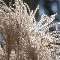 Gramíneas: plumas de plata y oro