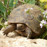 Tortuga griega o mora