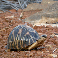Tortuga radiada de Madagascar