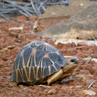 Tortuga radiada de Madagascar