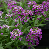 Una lobularia violeta