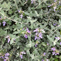 Teucrium fruticans