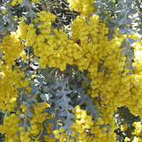 Acacia cultriformis