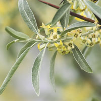 Elaeagnus angustifolia