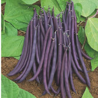 De mata baja: Judía enana violeta ‘Amethyst’