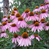 ECHINACEA 