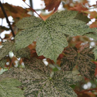 Acer pseudoplatanus ‘Eskimo Sunset’