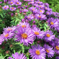 Aster novae-angliae