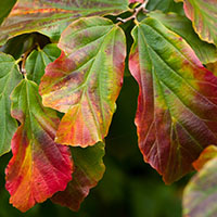 Parrotia persica