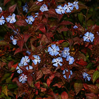 Plumbago chino