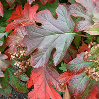 Hortensia hoja de roble