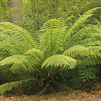 Cyatheas, de rpido crecimiento