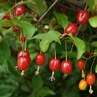 Elaeagnus multiflora / Gumi de Japn 