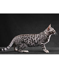 Manchas, remolinos y rosetas