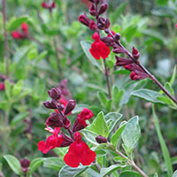 SALVIA GREGGII