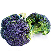Brócoli violeta
