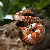 La serpiente de maíz