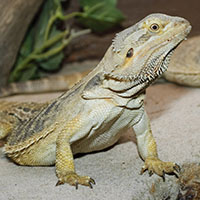El dragón barbudo