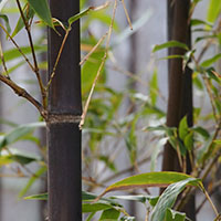 El bambú negro