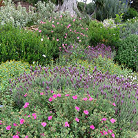 Jaras en el jardín