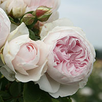 ‘Herzogin Christiana’