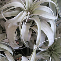 Tillandsia xerographica