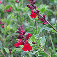 Salvia greggii