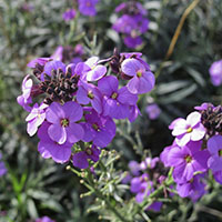 Erysimum ‘Bowles Mauve’