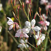 Gaura lindheimeri