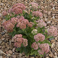 Sedum telephium