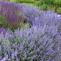 Nepeta mussinii