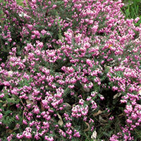 Erica x darleyensis Furzey