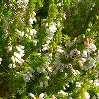 Erica lusitanica