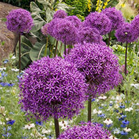 Allium Purple Sensation