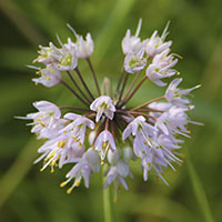 Allium cernuum