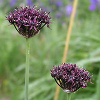 Allium atropurpureum