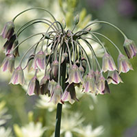 Allium siculum