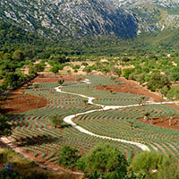 Un jardín en Mallorca