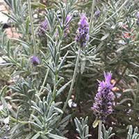 Lavandula dentata