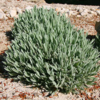 Lavandula lanata