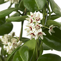 Hoya calycina ‘Stargazer’ 