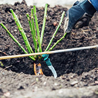 5 Comprueba la altura de plantación