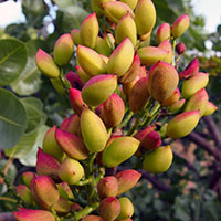 Los vistosos frutos del pistacho