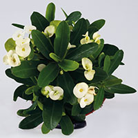 Euphorbia milii ‘Hermes’