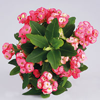 Euphorbia milii ‘Vesta’